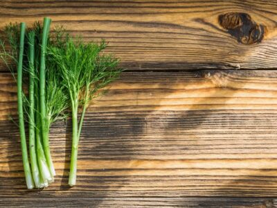 fennel and horsetail herbs