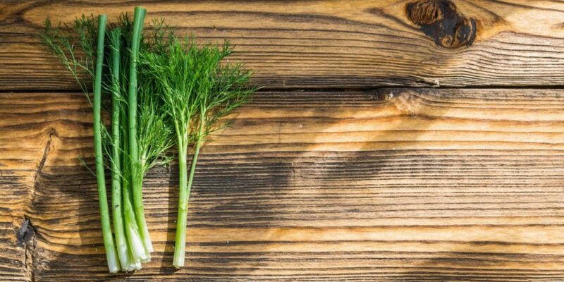 fennel and horsetail herbs