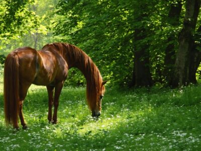 horsetail after meal consumption