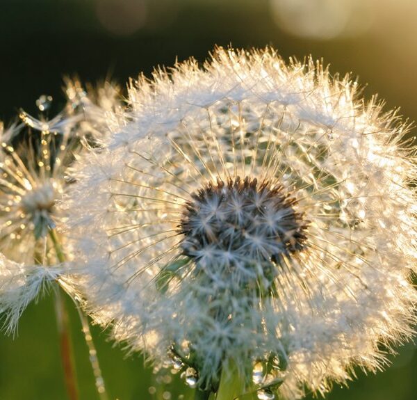 horsetail and dandelion herbs