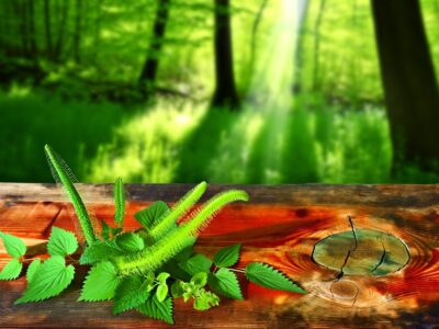 horsetail and nettle benefits
