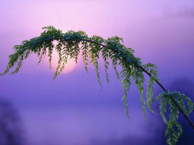 horsetail for sleep aid