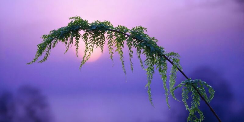 horsetail for sleep aid