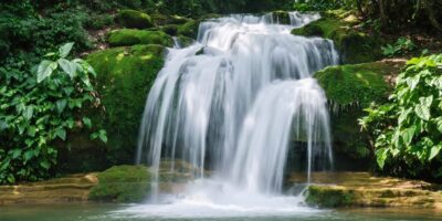 horsetail herb benefits effects