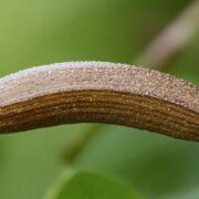 horsetail seed planting guide