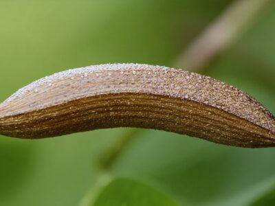 horsetail seed planting guide